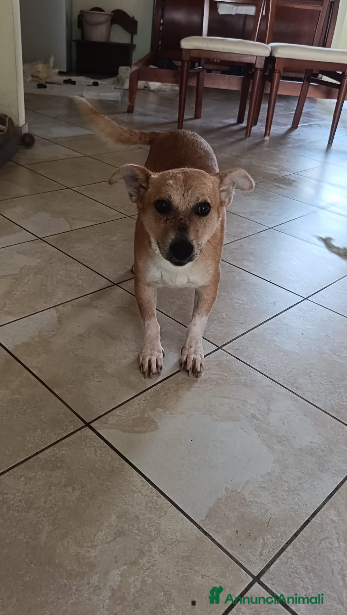 Meticcio cani MARTINO - Annuncio 2