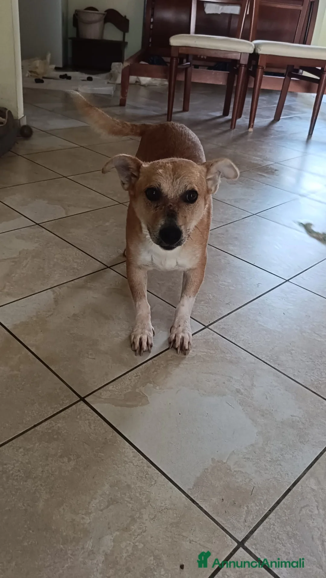 Meticcio cani in regalo: MARTINO - Annuncio 2