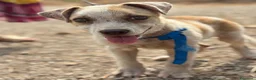 Meticcio cani in regalo: fillo  - Annuncio 2