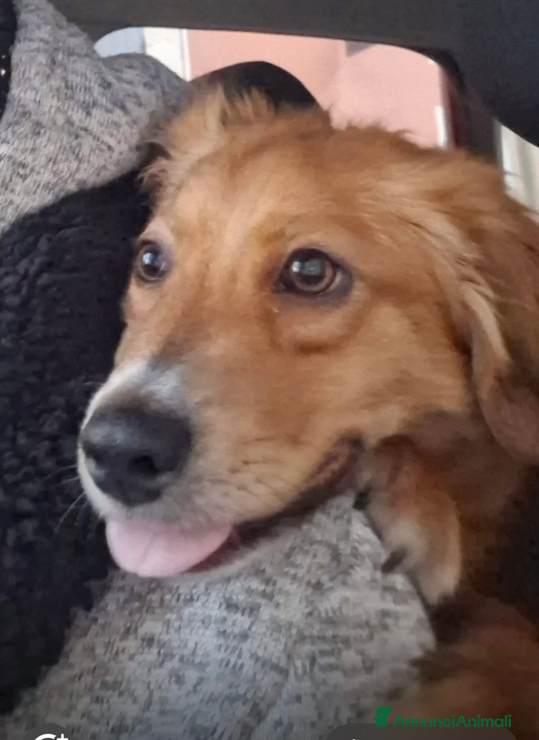 Meticcio cani in regalo: Drupy dolcissimo cagnolino a pelo lungo a Città metropolitana di Milano - Annuncio 2