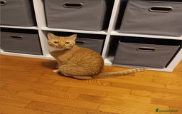 Altre razze gatti in regalo: Coppia di gatti Arancioni - Annuncio 2