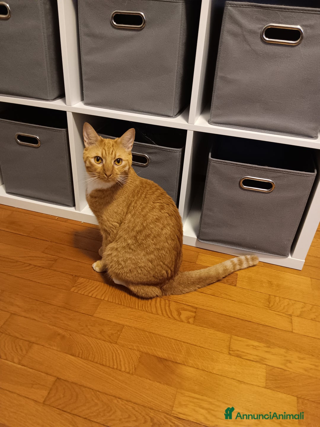 Altre razze gatti in regalo: Coppia di gatti Arancioni - Annuncio 2