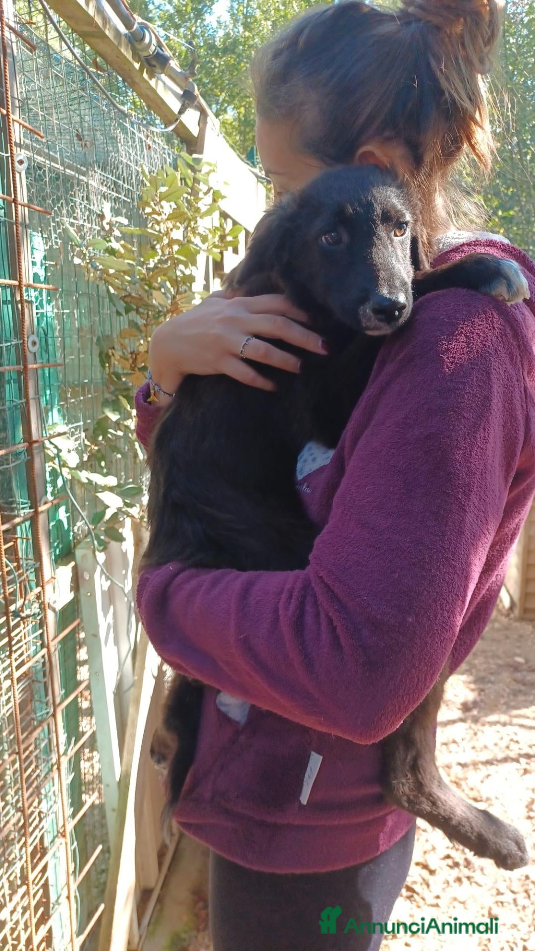 Setter Inglese cani ADORABILE SETTERINO - Annuncio 1