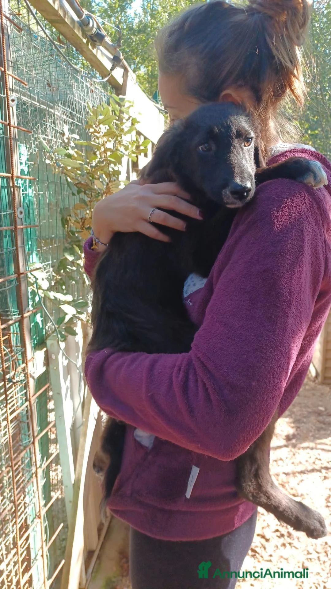 Setter Inglese cani in regalo: ADORABILE SETTERINO - Annuncio 1