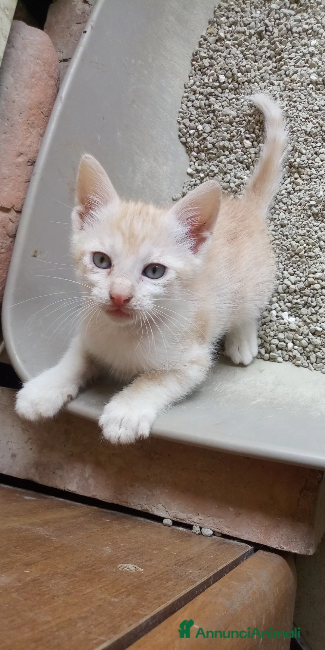 Europeo gatti in regalo: Regalo gattini nati in casa - Annuncio 6