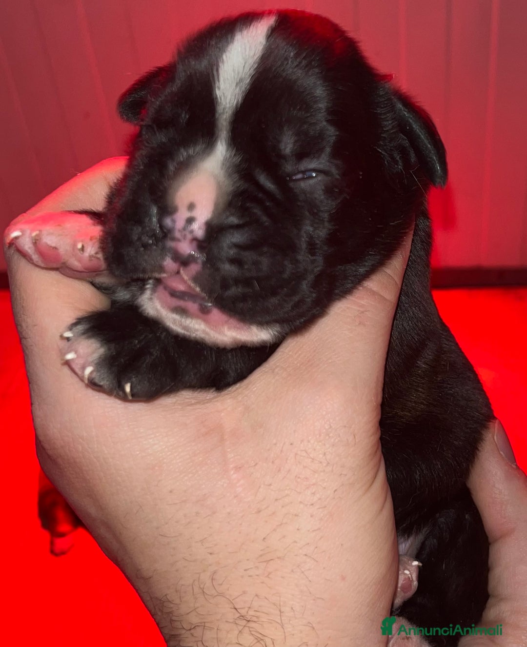 Boxer cani in vendita: Boxer cuccioli - Annuncio 5