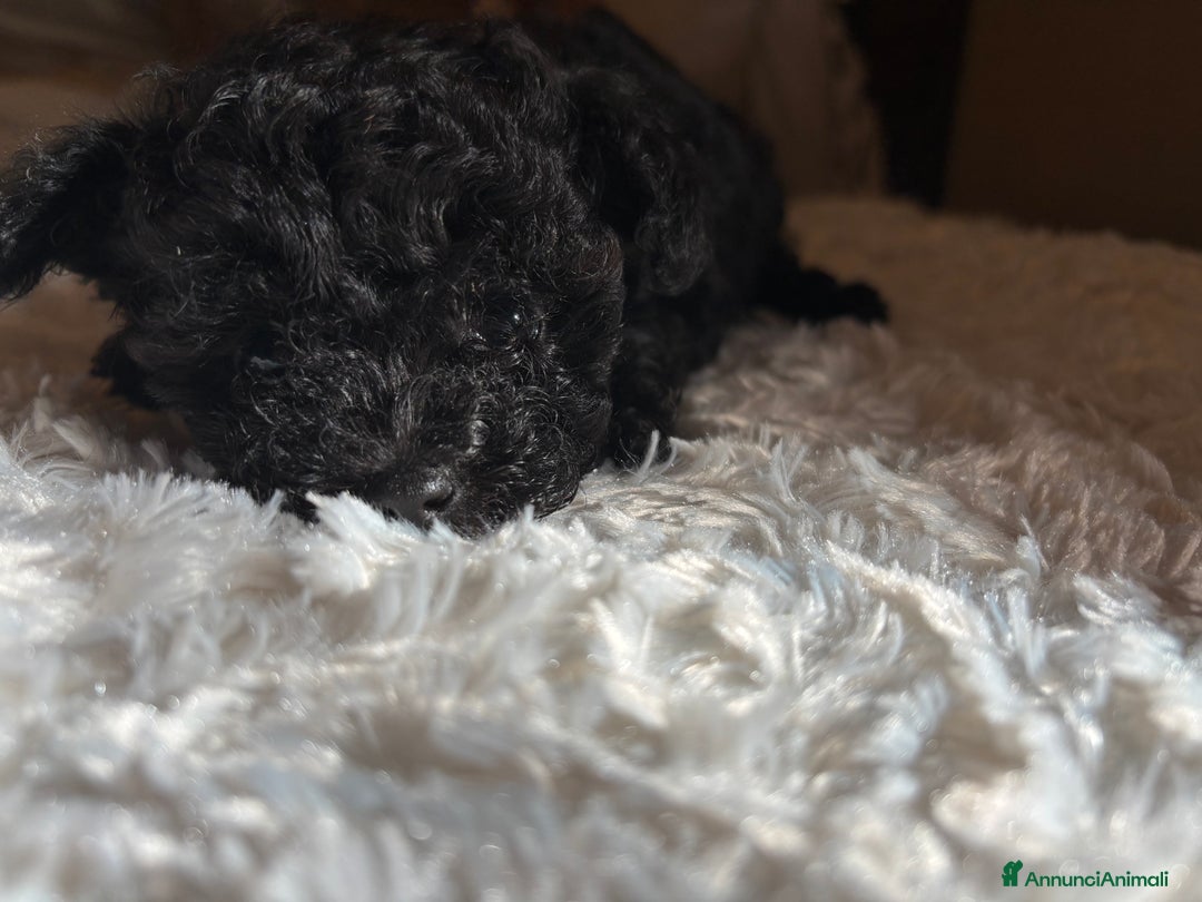 Barboncino Toy cani in vendita: barboncini toy - Annuncio 3