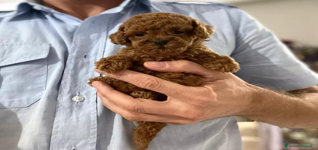 Immagine della galleria {{count}}