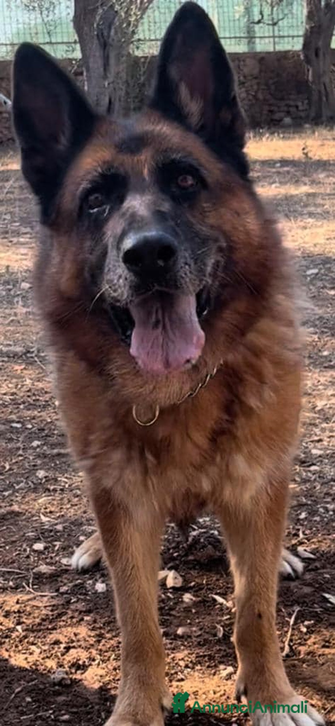 Pastore Tedesco cani in regalo: Cloe, pastore dal cuore grande - Annuncio 3