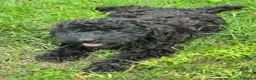 Barboncino cani in vendita: Cucciolo barboncino nano a Provincia di Pisa - Annuncio 6