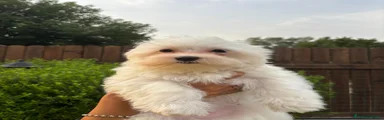 Maltese 1