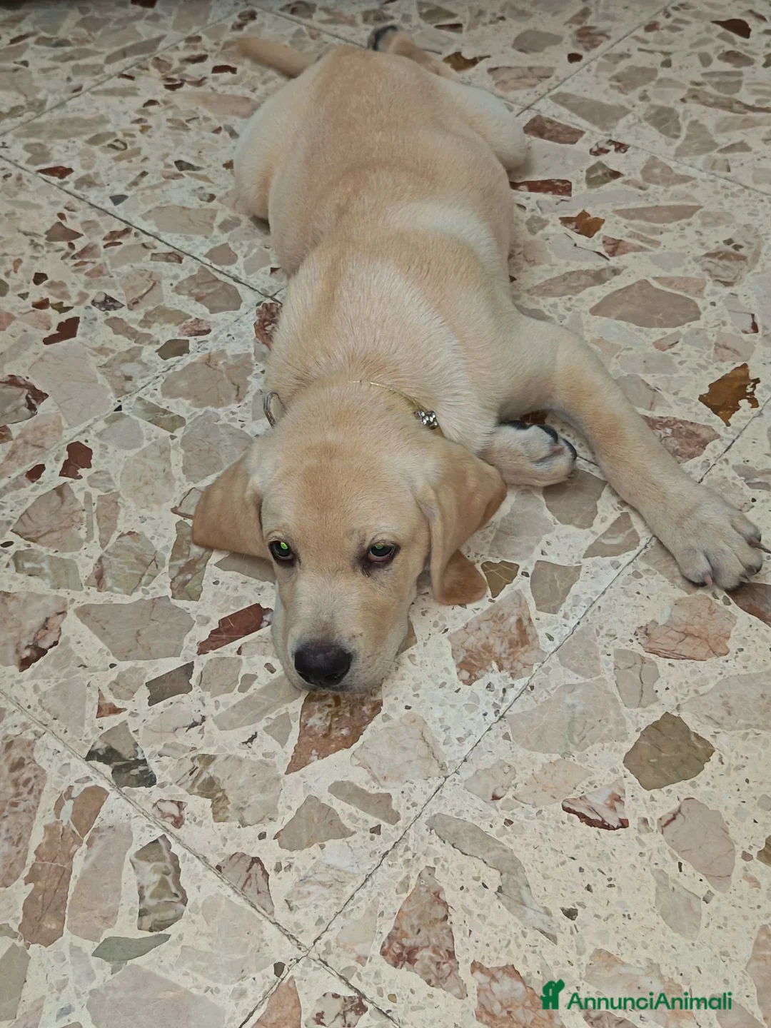 Labrador cani in vendita: Labrador Retriever - Annuncio 3