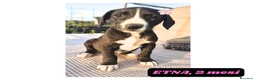 Meticcio cani in regalo: 12cuccioli 2mesi AIUTATEMI A SISTEMARLI! CATANIA  - Annuncio 8