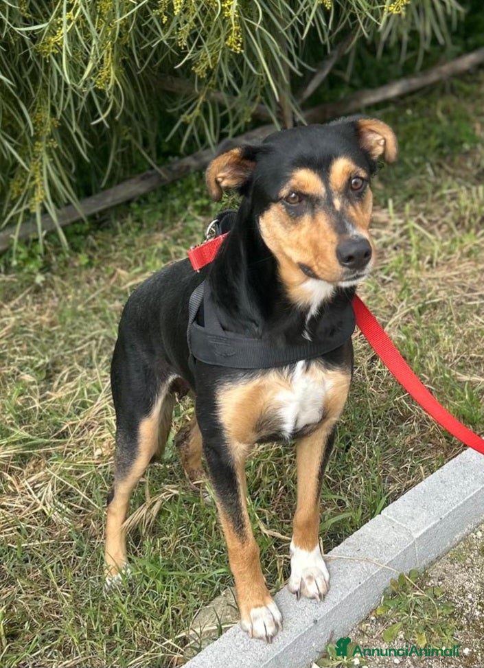 Meticcio cani Cocca nera focata quasi 2anni tg media SIRACUSA  - Annuncio 2