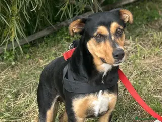 Meticcio cani Cocca nera focata quasi 2anni tg media SIRACUSA - Annuncio 2