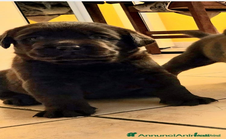 Labrador cani a Provincia di Ferrara - Annuncio 1
