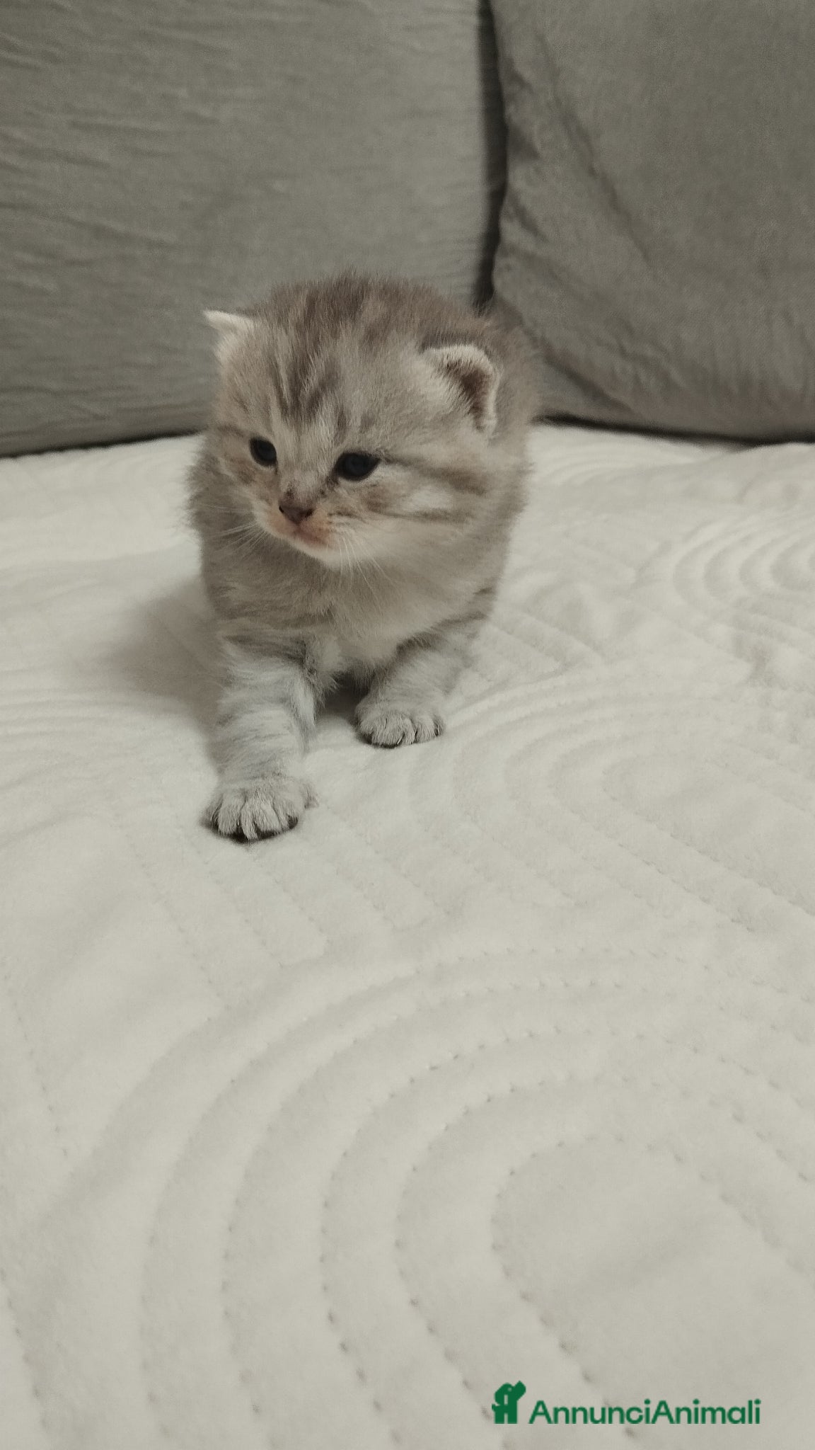 Scottish gatti Cuccioli scottish fold e straight  - Annuncio 2