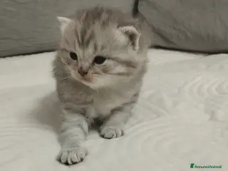 Scottish gatti Cuccioli scottish fold e straight - Annuncio 2