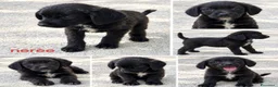 Meticcio cani in regalo: Cuccioli di taglia media piccola  - Annuncio 2