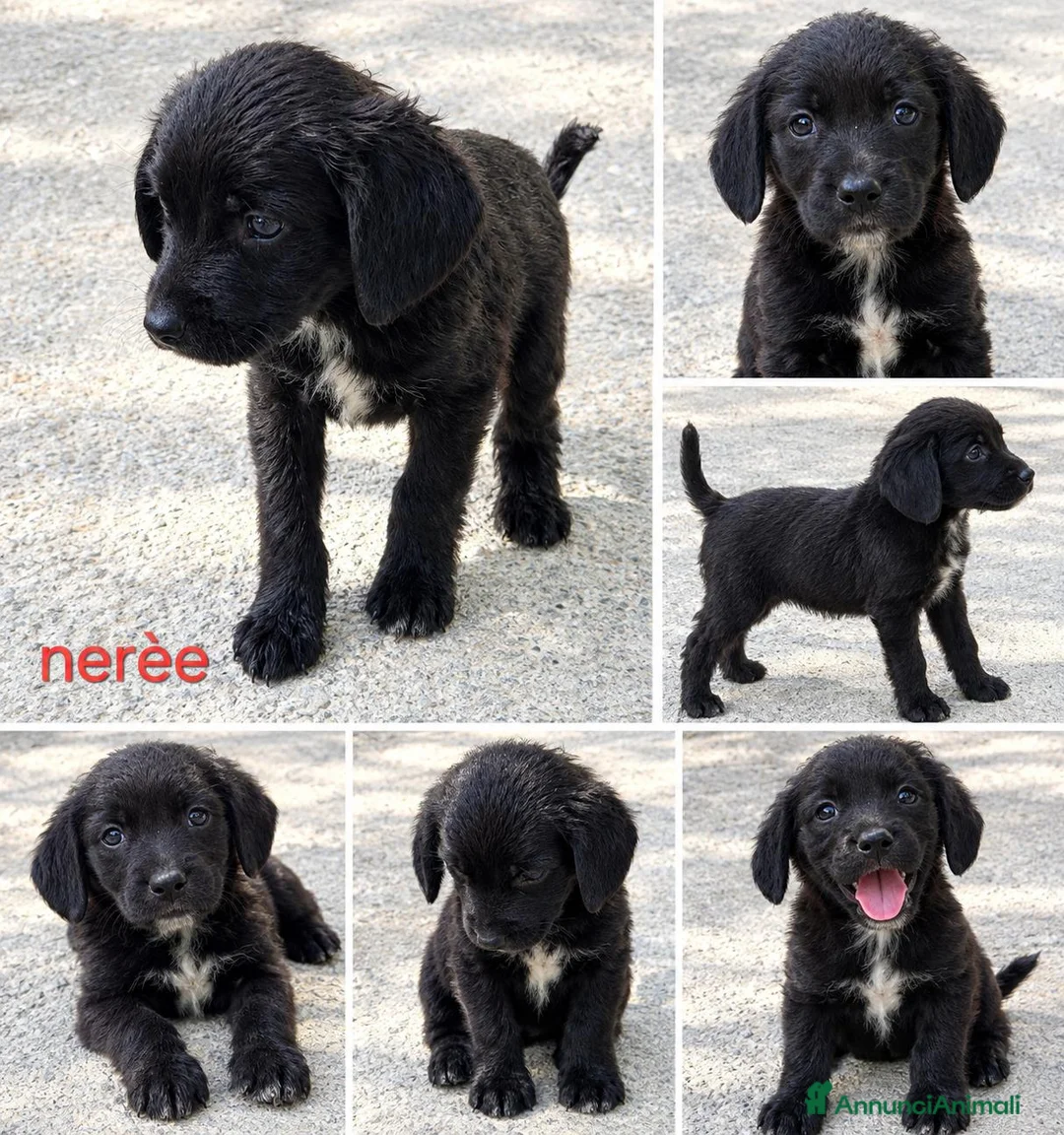 Meticcio cani in regalo: Cuccioli di taglia media piccola  - Annuncio 2