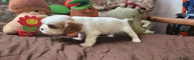 Cavalier King 4