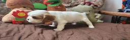 Cavalier King cani in vendita: Cuccioli di Cavalier King con pedigree - Annuncio 7