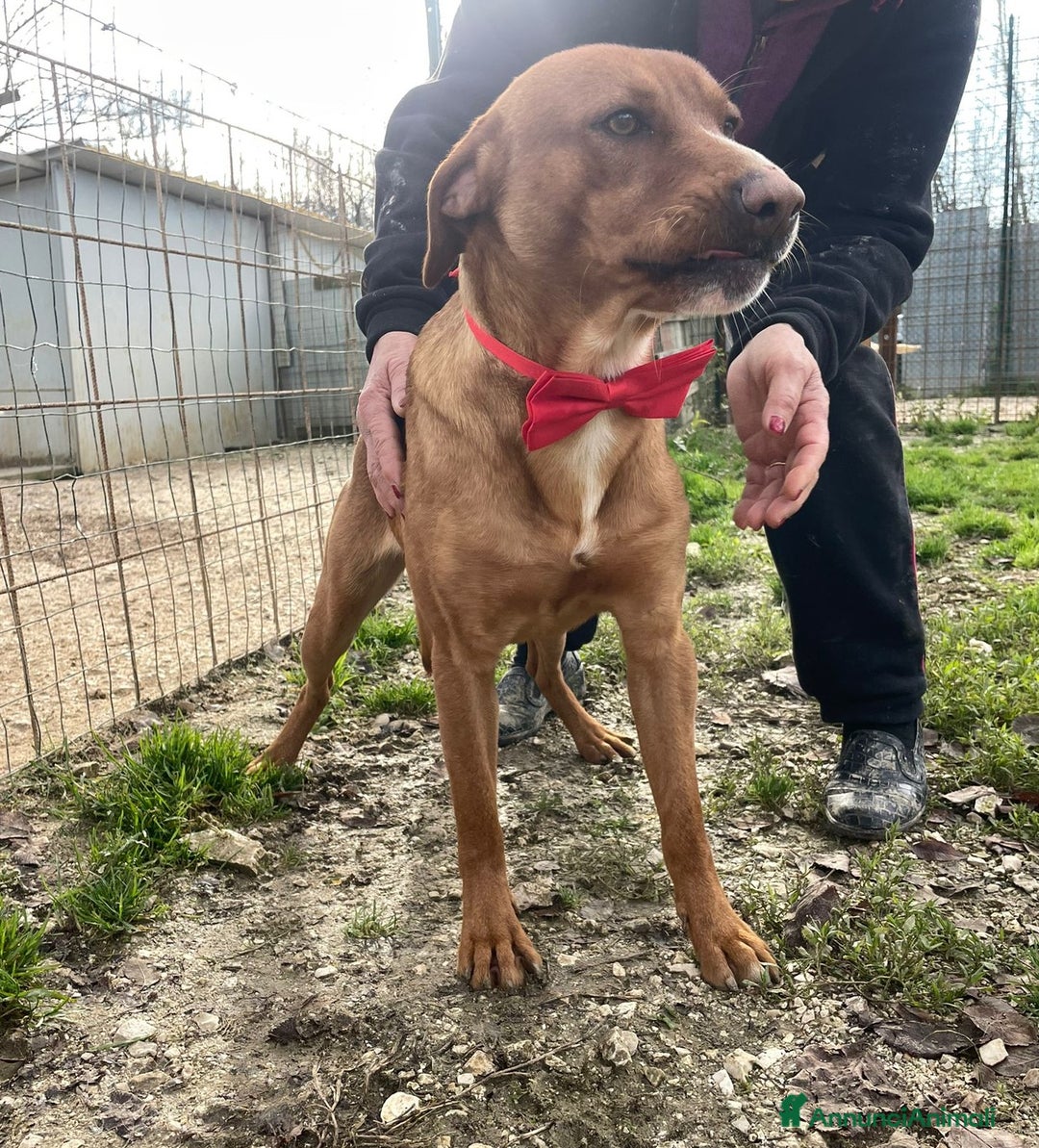 Meticcio cani in regalo: IL FANTASTICO CORFU'' a Città Metropolitana di Firenze - Annuncio 8