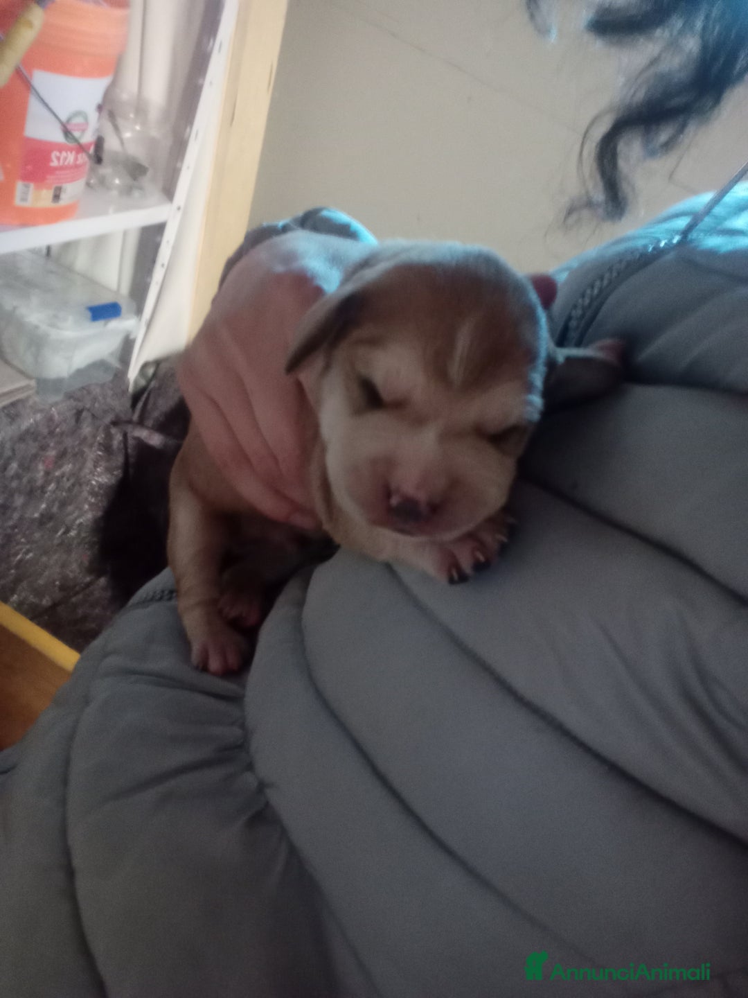 Meticcio cani in vendita: Cuccioli di Amstaff  - Annuncio 6