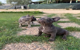 Bulldog Francese cani in vendita: Bulldog francese  a Città metropolitana di Milano - Immagine 11