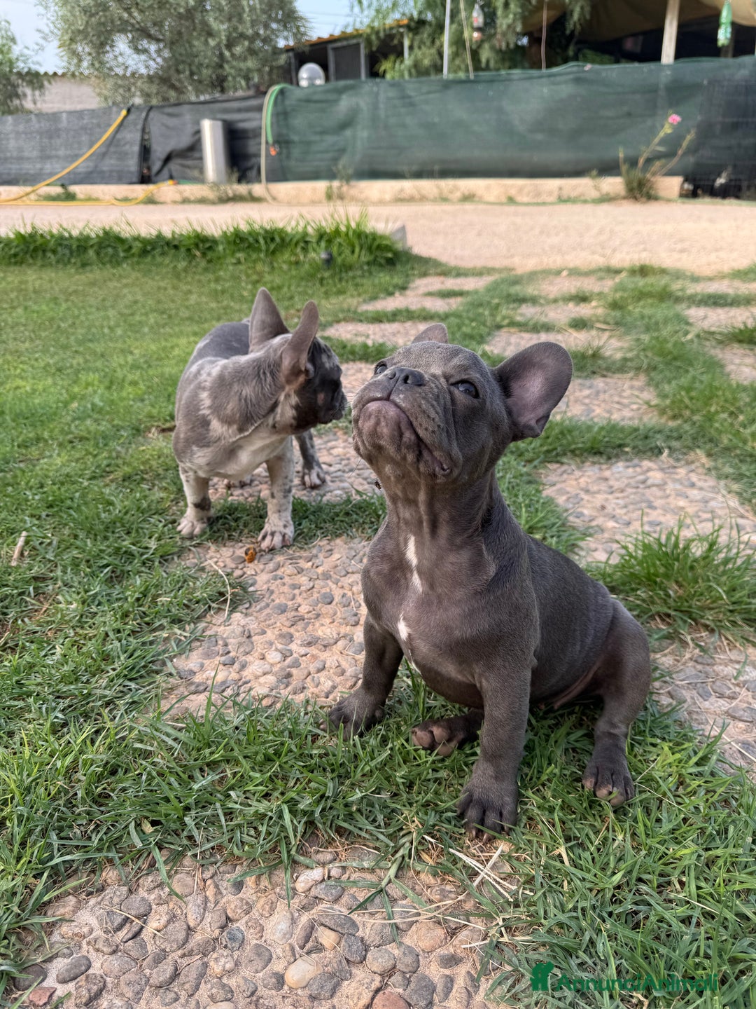Bulldog Francese cani in vendita: Bulldog francese  a Città metropolitana di Milano - Immagine 11