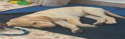 Labrador cani in vendita: Labrador Retriever a Città metropolitana di Palermo - Annuncio 2