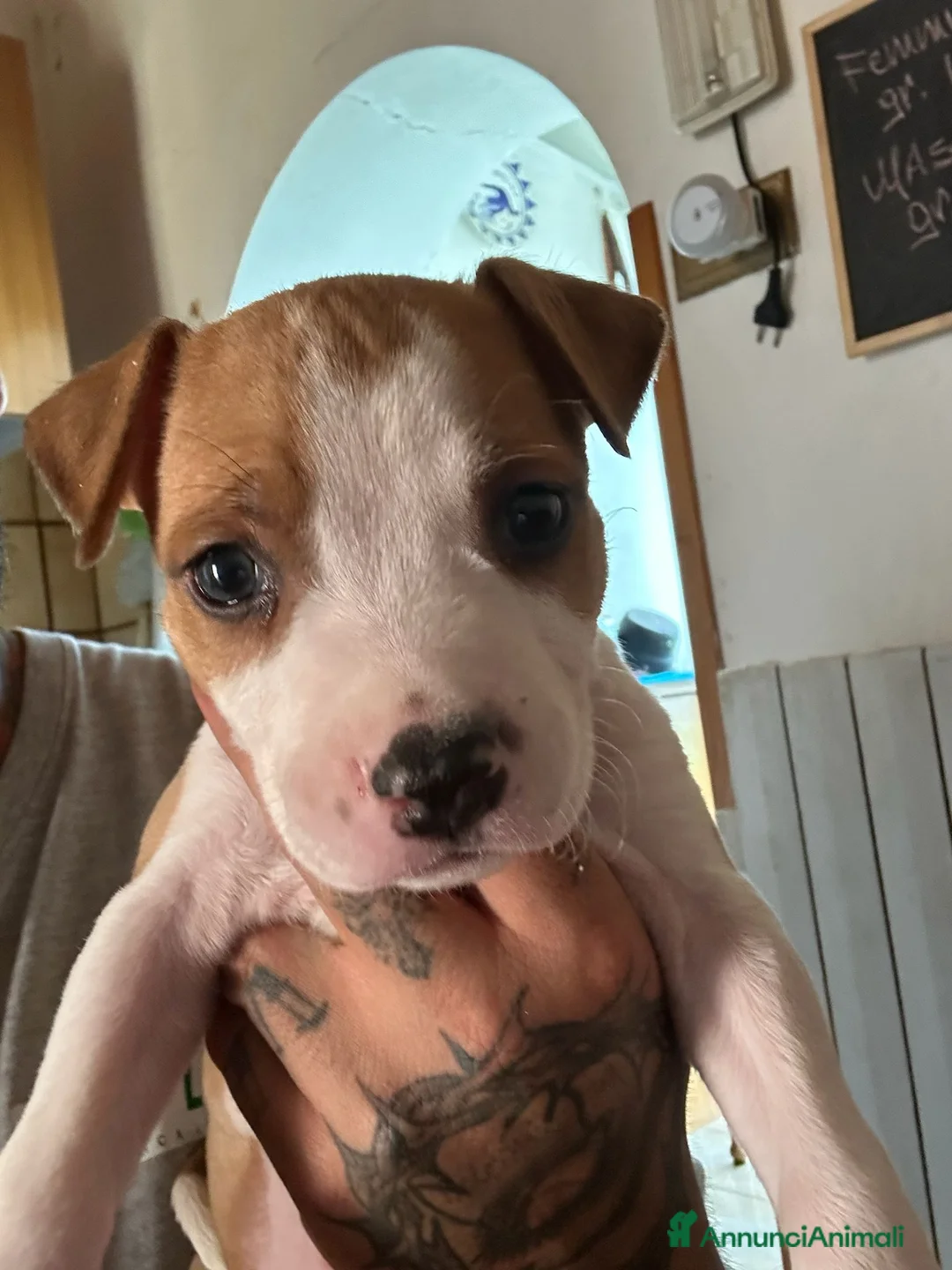 American Staffordshire cani in vendita: Cuccioli di American Staffordshire Terrier  - Annuncio 2