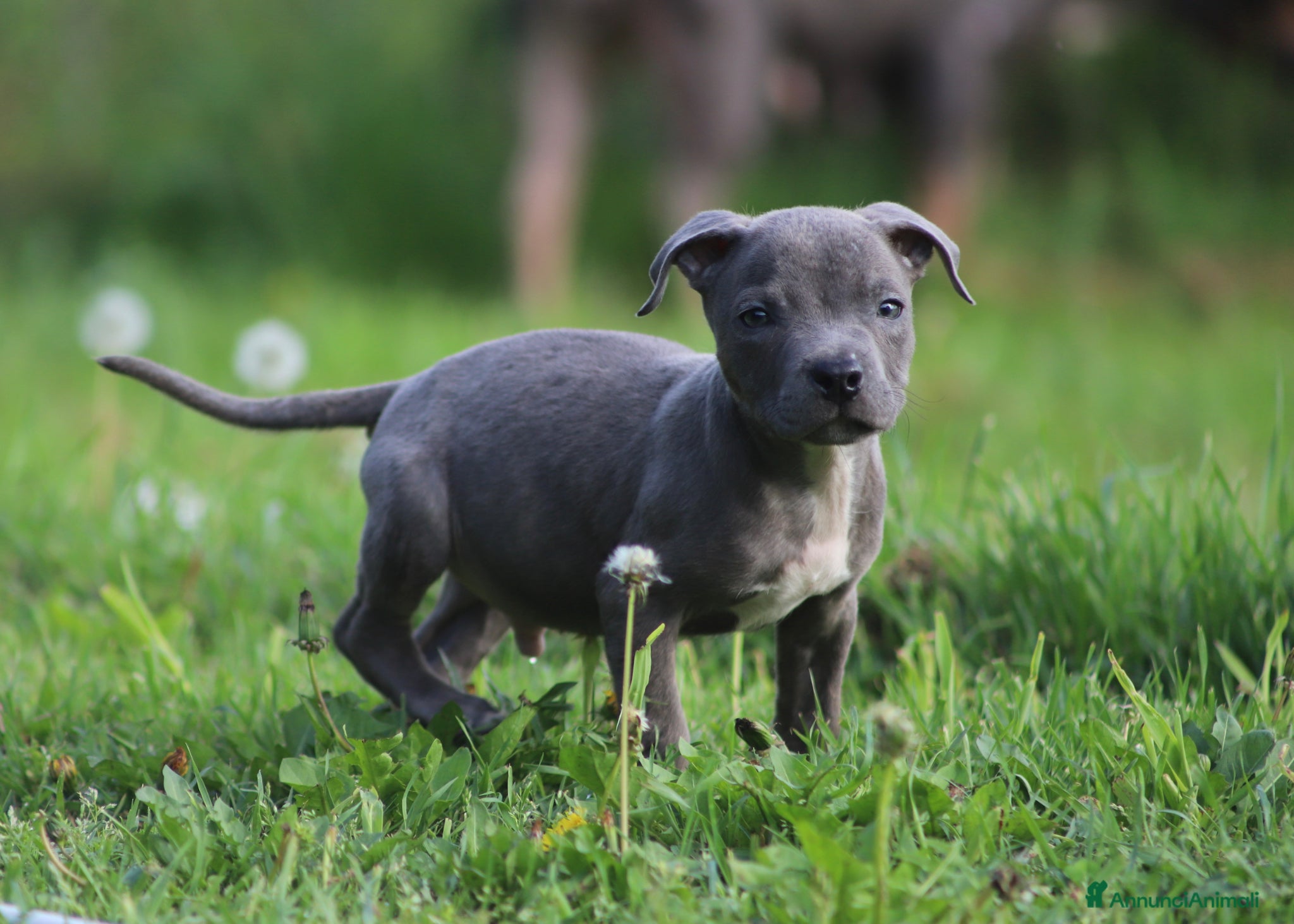 Pitbull cani Cucciolo di Pit Bull Blue Brindle anche a rate - Annuncio 1