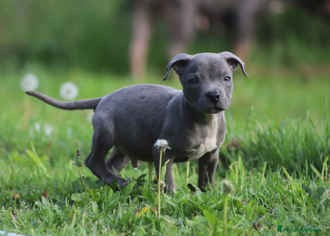 Pitbull cani in vendita: Cucciolo di Pit Bull Blue Brindle anche a rate - Annuncio 1