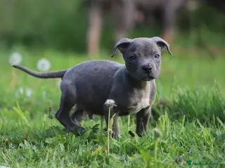Pitbull cani Cucciolo di Pit Bull Blue Brindle anche a rate - Annuncio 1