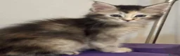 Maine Coon gatti in vendita: Cucciola Maine coon shaded pedigree tre rate - Annuncio 12