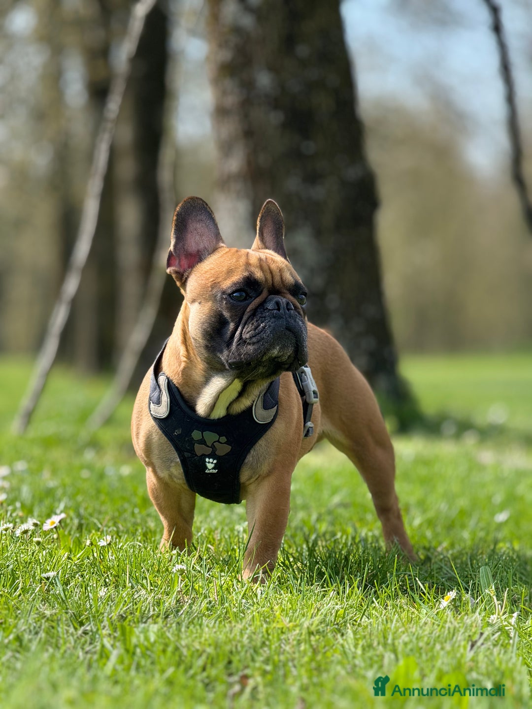 Bulldog Francese cani per accoppiamento: Monta bulldog francese - Annuncio 4