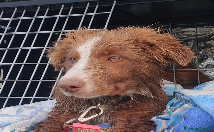 Border Collie cani - Annuncio 1