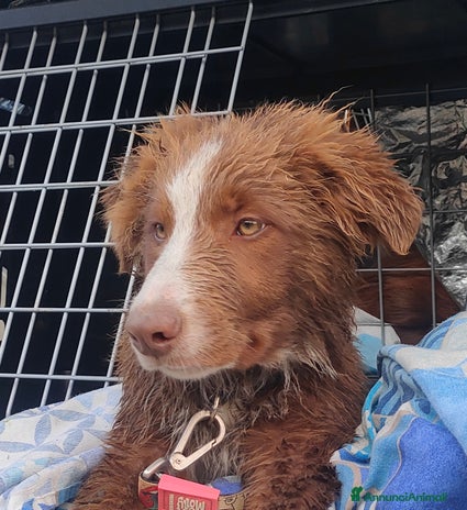 Border Collie cani - Annuncio 7