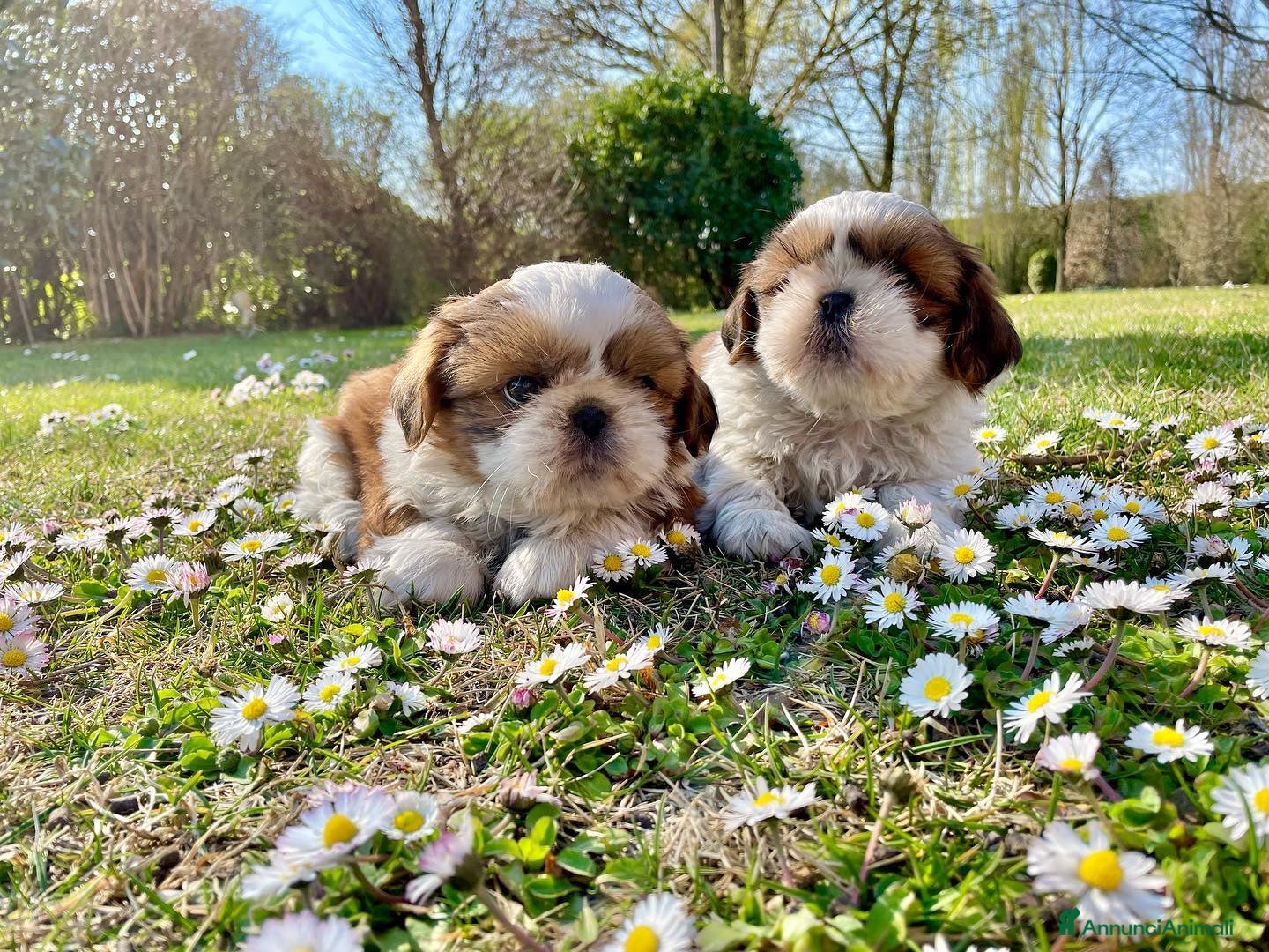Shih Tzu cani Piccoli cuccioli Shihtzu con Pedigree ENCI a Città metropolitana di Roma Capitale - Annuncio 4