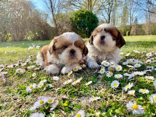 Shih Tzu cani Piccoli cuccioli Shihtzu con Pedigree ENCI a Città metropolitana di Roma Capitale - Annuncio 13