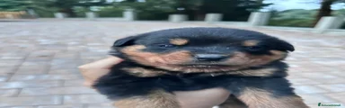 Rottweiler 5