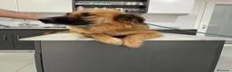 Meticcio cani in regalo: Panko,splendido simil pastore tedesco a pelo lungo - Annuncio 6
