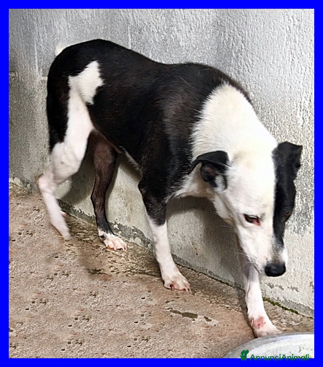 Meticcio cani in regalo: HALF  dolce, buffo nonnino - Annuncio 3