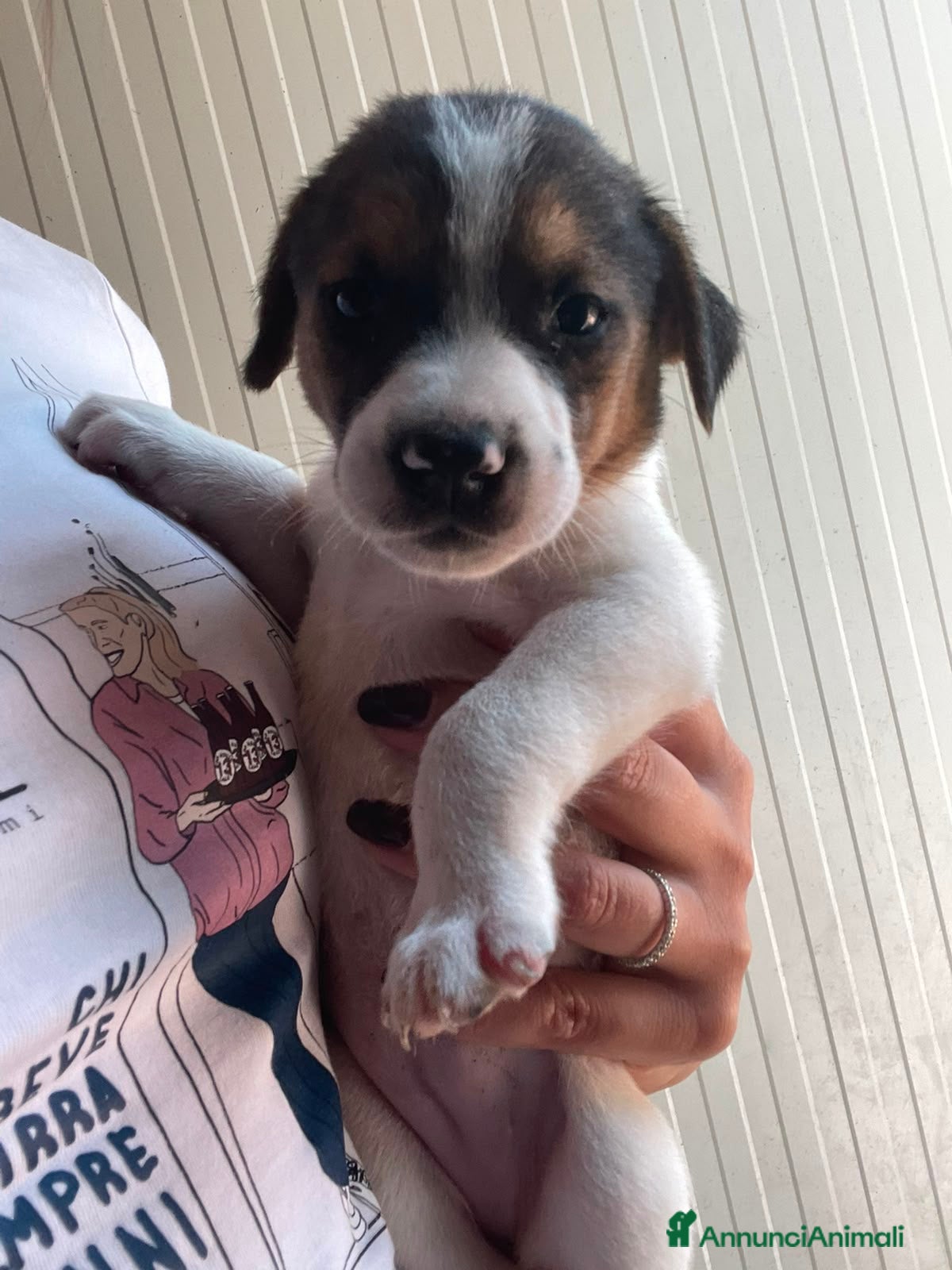 Meticcio cani in regalo: TARZAN e JANE - Annuncio 3