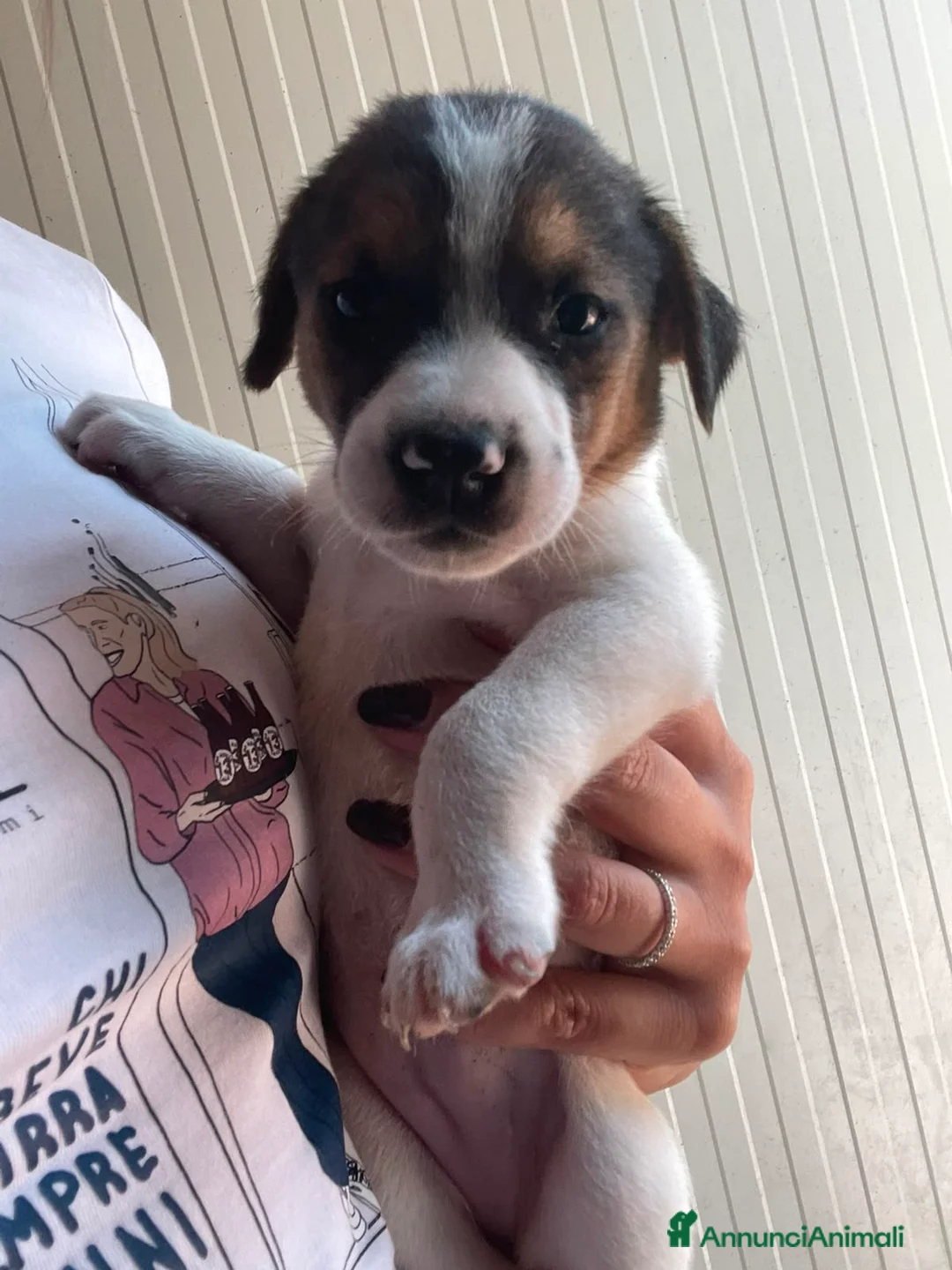 Meticcio cani in regalo: TARZAN e JANE - Annuncio 1