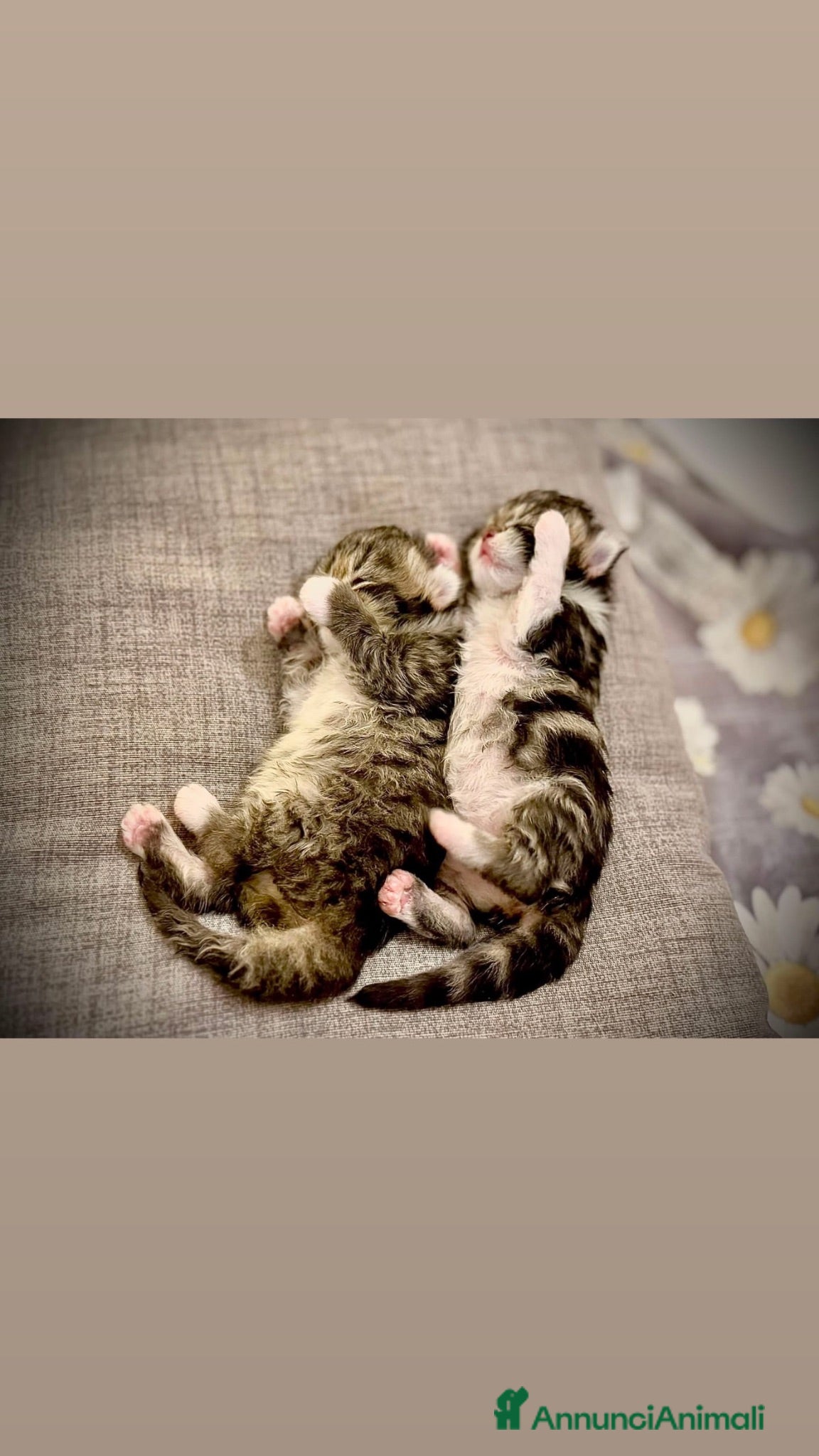 Scottish gatti Cuccioli simil scottish no pedigree  - Annuncio 3