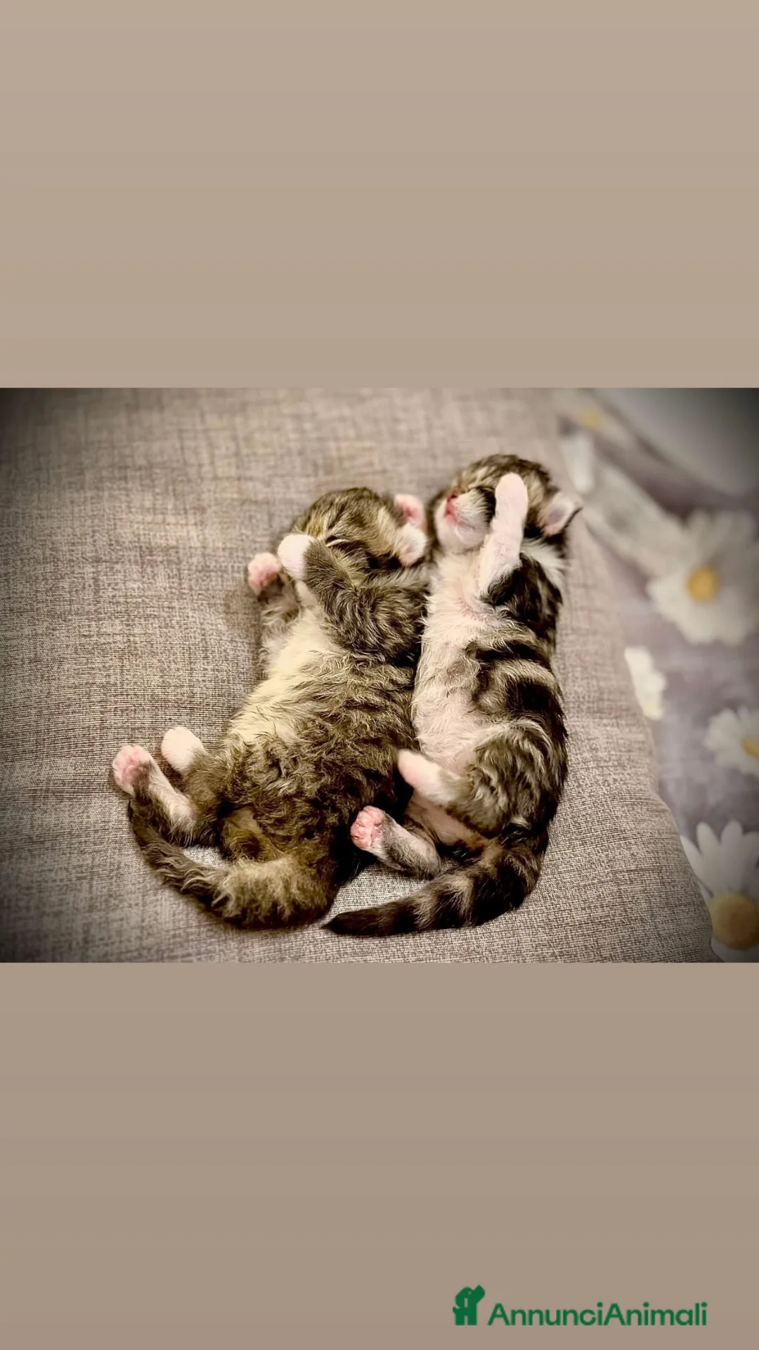 Scottish gatti in vendita: Cuccioli simil scottish no pedigree  - Annuncio 1
