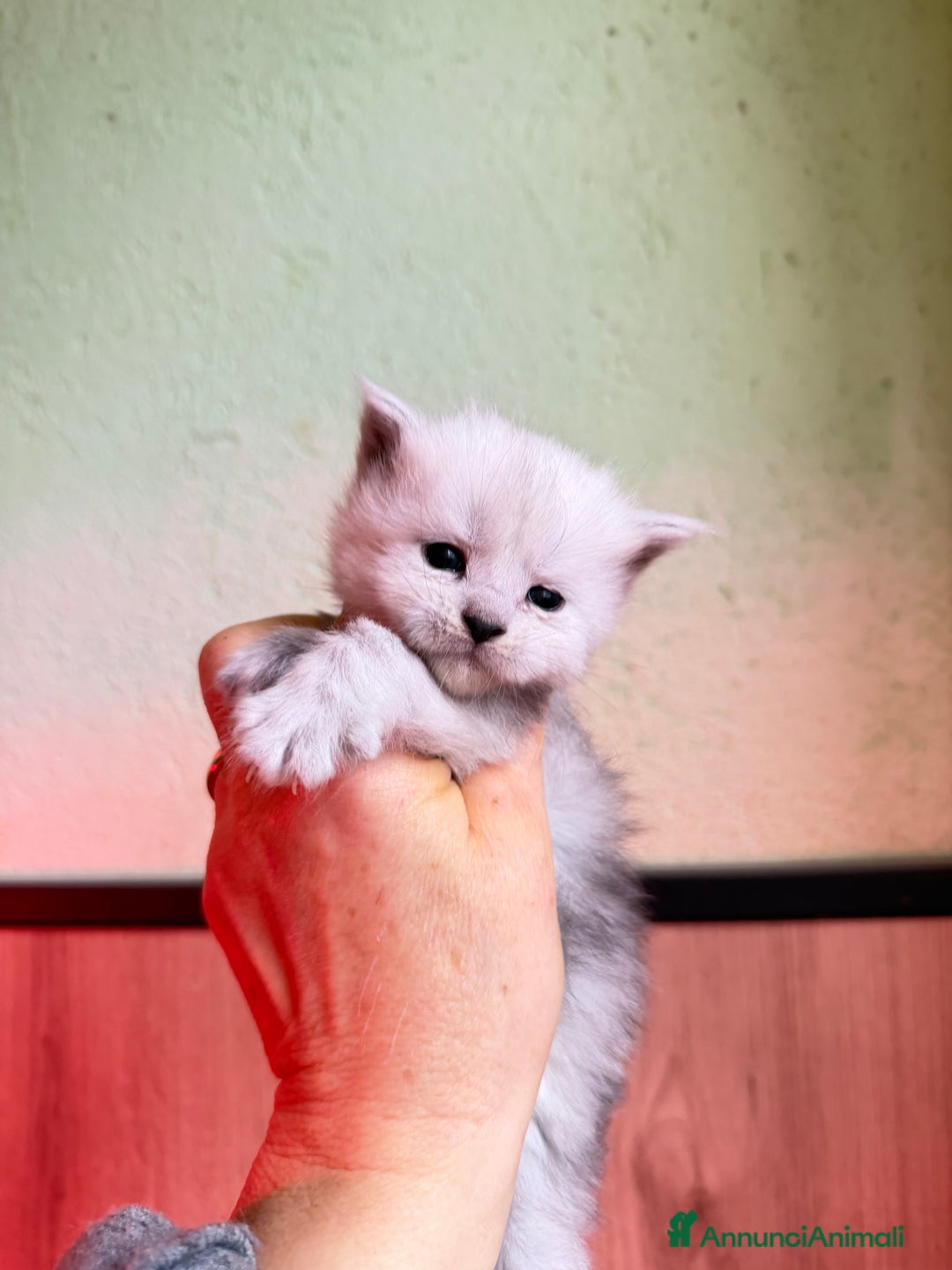 Maine Coon gatti in vendita: Gattini Maine Coon  - Annuncio 4