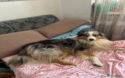 Australian Shepherd cani per accoppiamento: Pastore australiano maschio disponibile per monta a Città Metropolitana di Torino - Immagine 3